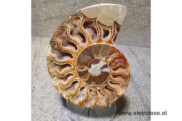 Ammonite Nr.1 - links